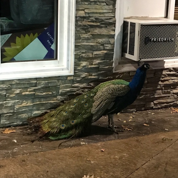 Meet your Posher, 윤미 - Picture 1 of 1